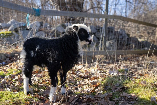 S�tchock p� 4H � �rets lamm �r h�r