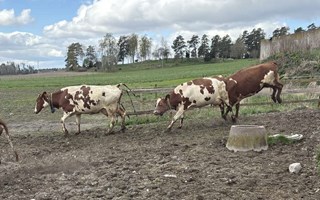 Nu i helgen: kosl�pp i K�rsta