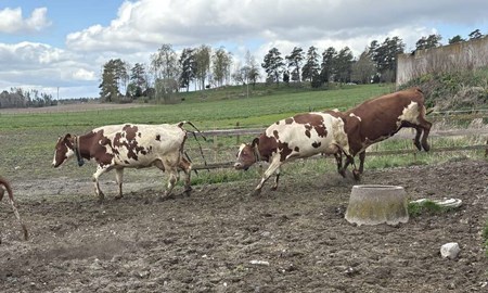 Nu i helgen: kosl�pp i K�rsta