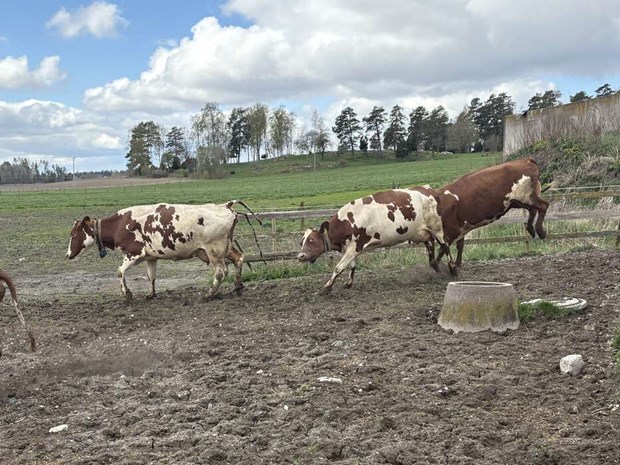 Nu i helgen: kosl�pp i K�rsta