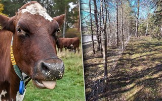 Korna kan �terv�nda till Kvarnbacken