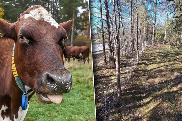 Korna kan �terv�nda till Kvarnbacken