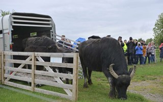 Publikrekord p� buffelsl�ppet
