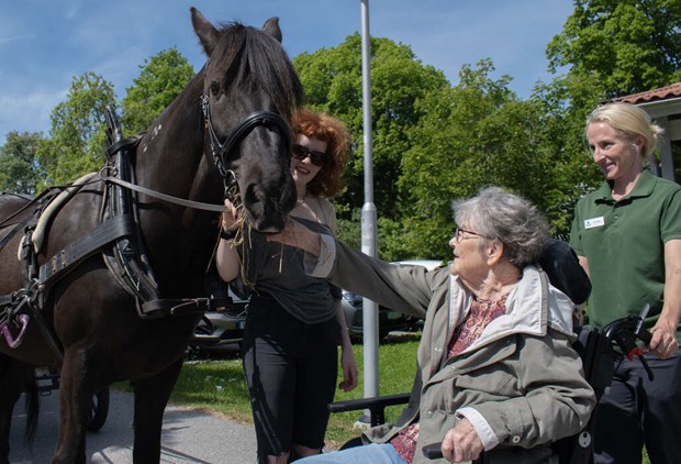 Hästen Gutten skänker glädje på äldreboendet Hästen Gutten skänker glädje på äldreboendet