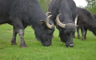 Bufflarna har st�mplat ut