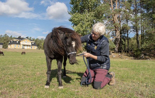 Miniatyrh�star ger en paus i vardagen